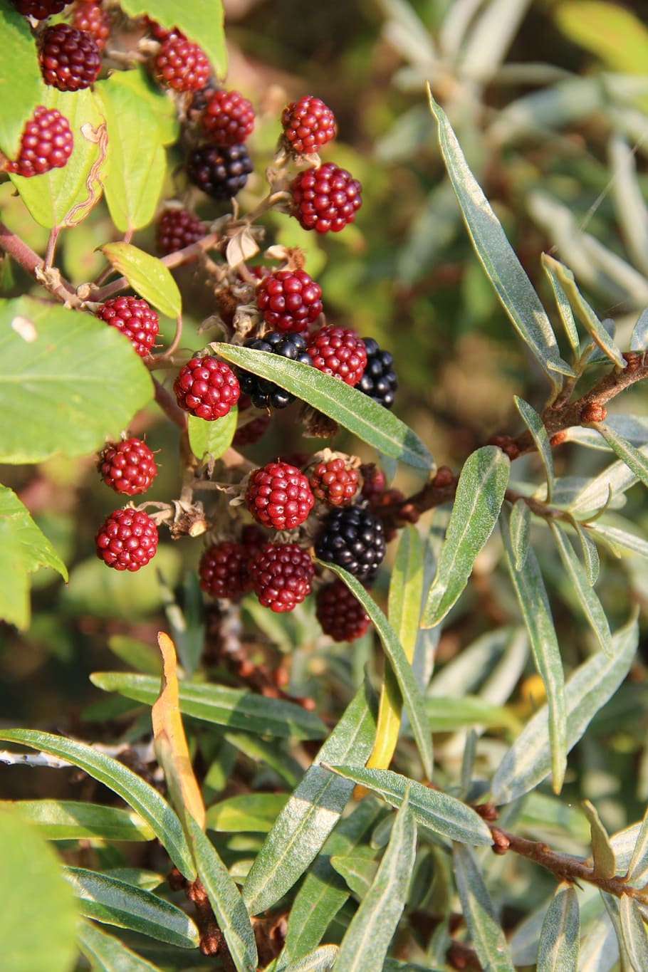 Bay, Fruit, Foliage, red, red fruits, plant, nature, blackberries HD wallpaper