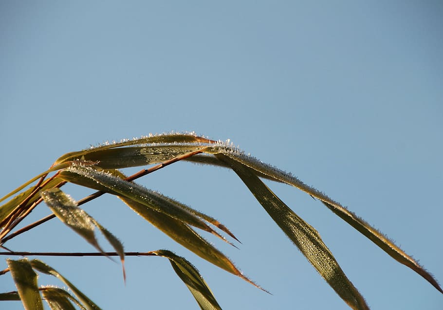 frozen, frost, iced, reed, incomplete, cold, winter, branch HD wallpaper