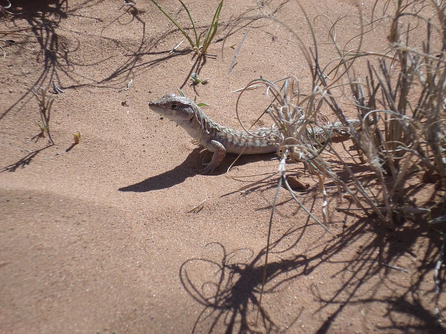 li, eia, eh, nature, animal themes, reptile, sunlight, animal wildlife HD wallpaper
