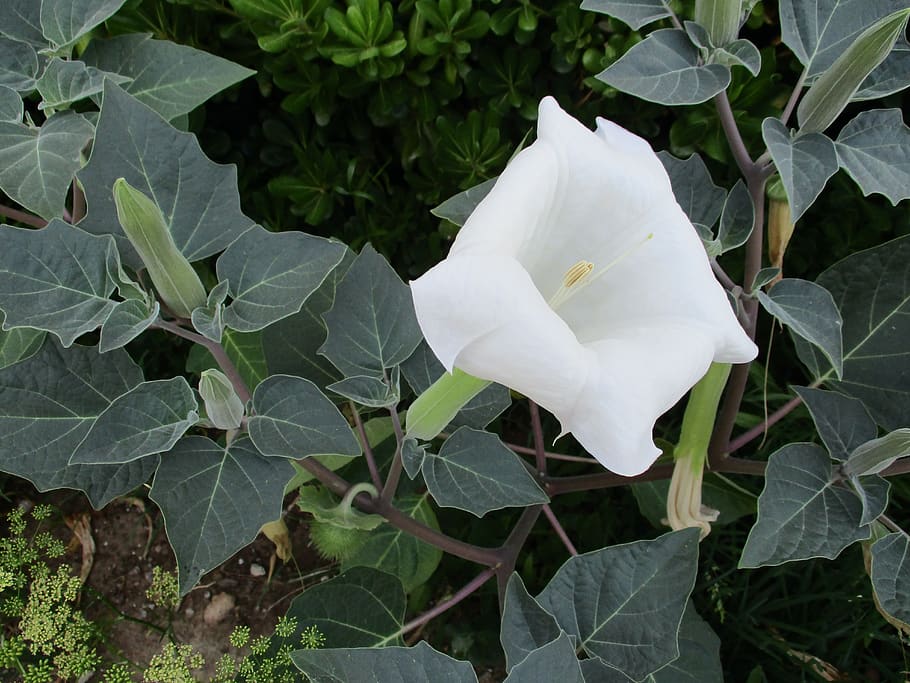 Datura Pictures | Download Free Images on Unsplash