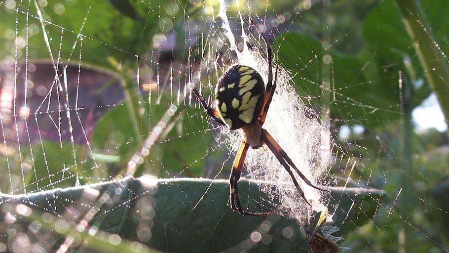 spider, dew, web, arachnid, wet, spiderweb, spider web, fragility HD wallpaper