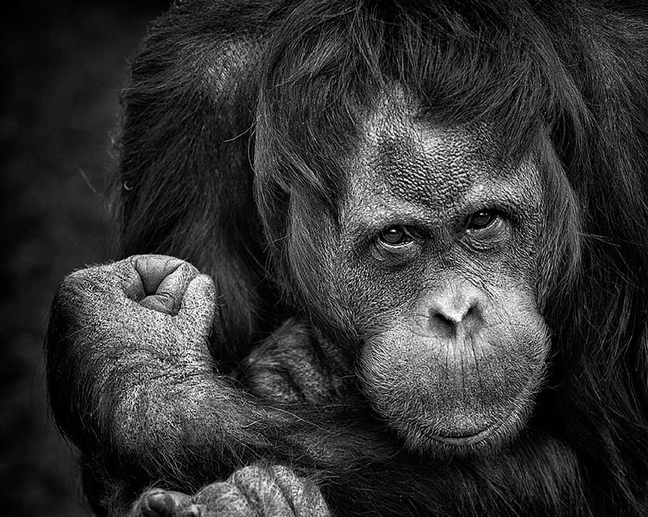 grayscale photo of ape, chimpanzee, monkey, portrait, primate, HD wallpaper