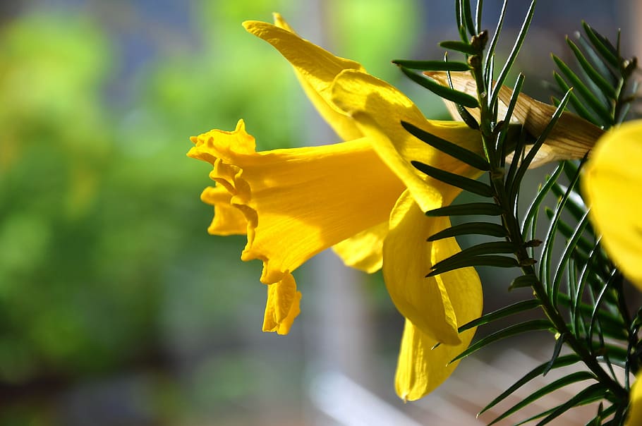daffodil, spring, yellow flower, flowering plant, close-up HD wallpaper