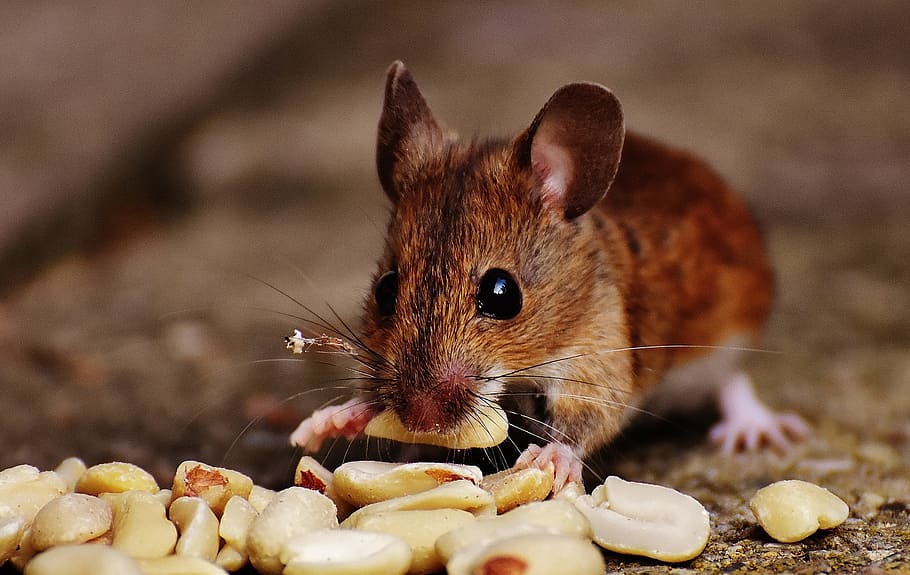 shallow focus photography of brown mice eating peanut during daytime, HD wallpaper