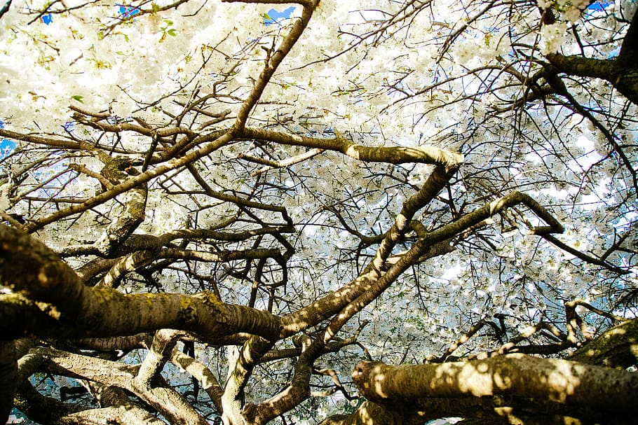 trees, branches, blossoms, white, nature, forest, outdoors HD wallpaper