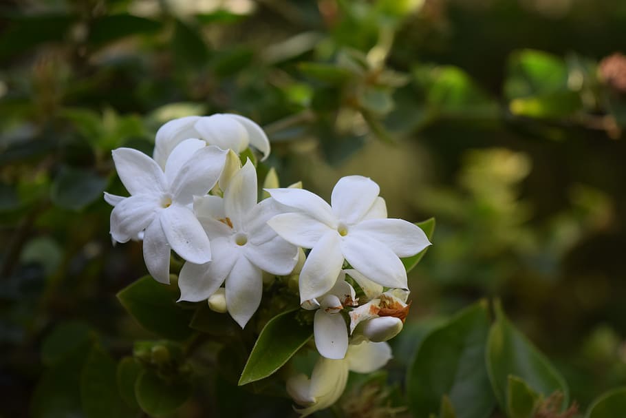 nature, flower, plant, leaf, garden, growth, flowering plant HD wallpaper