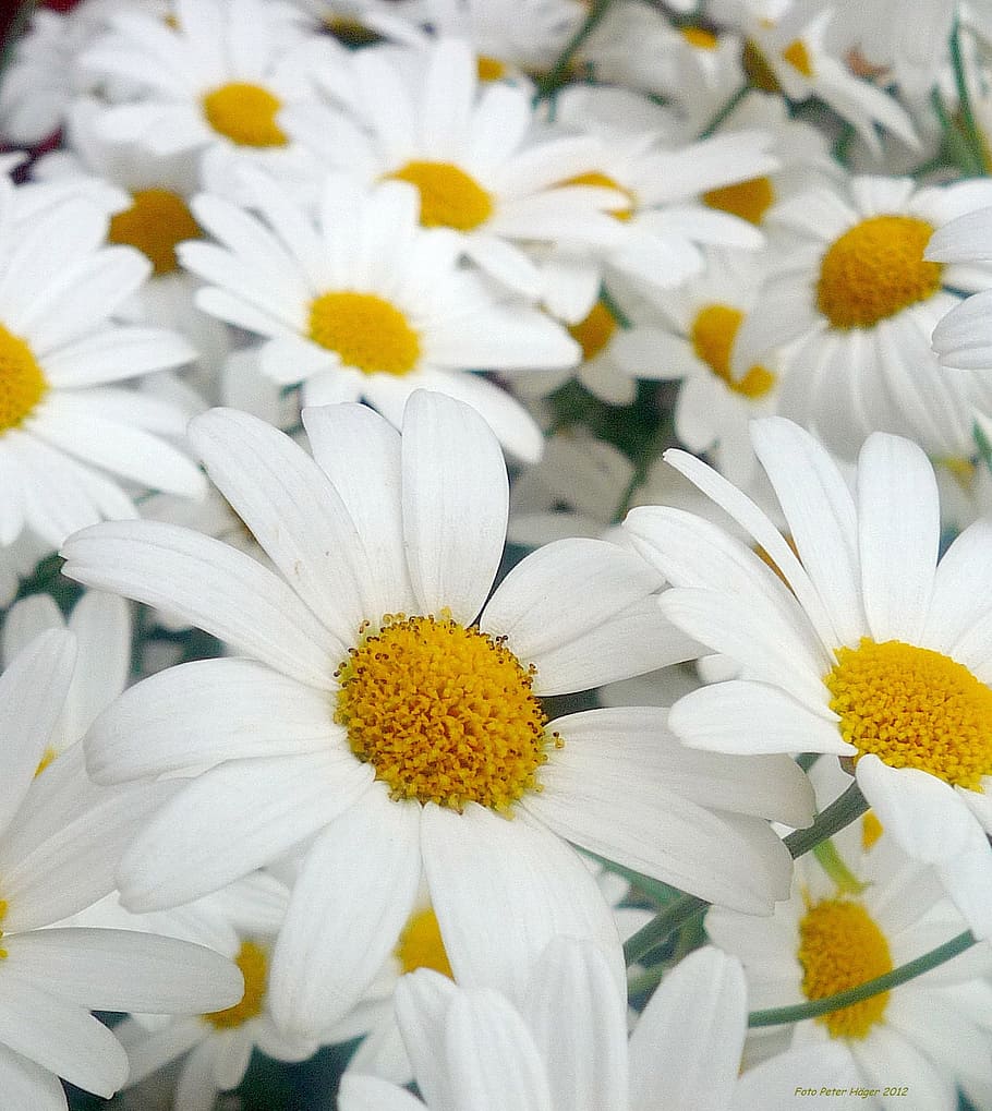 daisies, white, flowers, petals, floral, blossoms, blooms, blooming