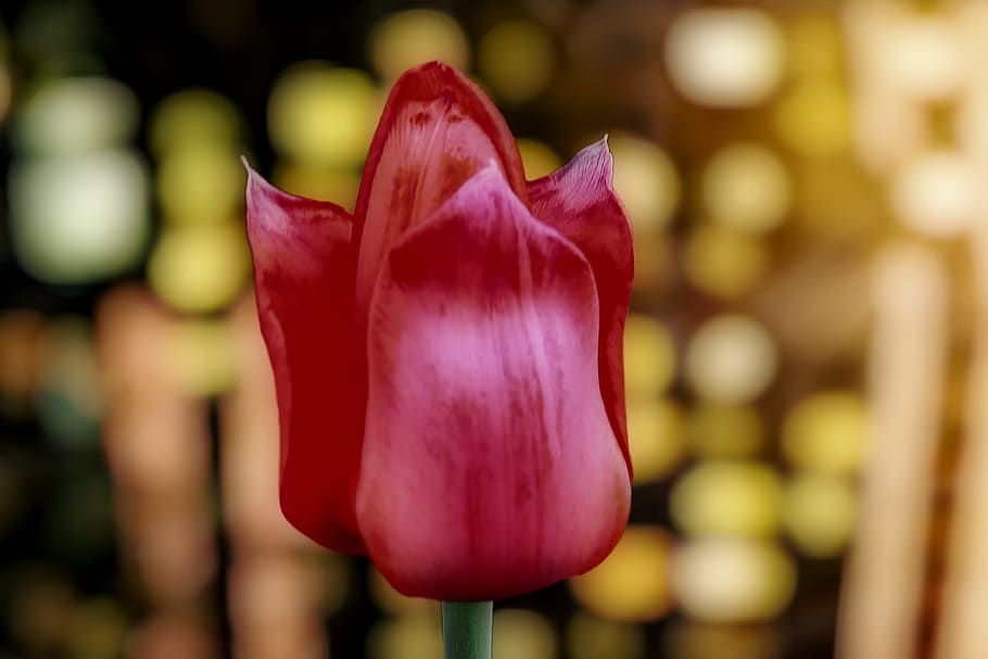 tulip, red, spring, blossom, bloom, flower, freshness, flowering plant HD wallpaper