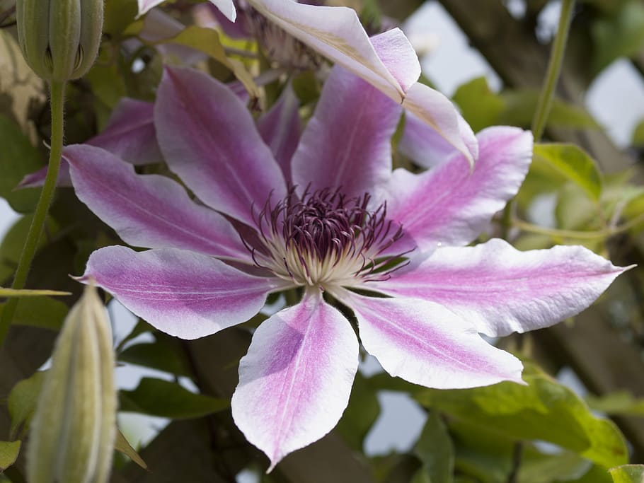 clematis, pink, flora, bloom, nature, garden, flower, white HD wallpaper