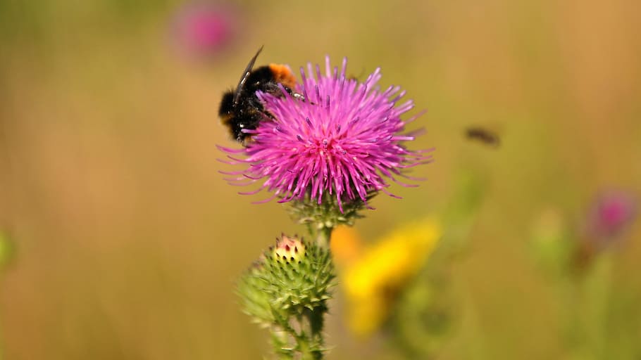Thistle, Nature, Field, summer, flower, purple, fragility, insect HD wallpaper