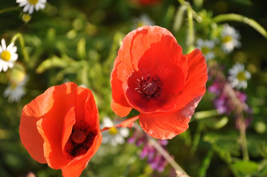 Poppy, Field, Poppies, France, Nature, field of poppies, flowers, HD wallpaper