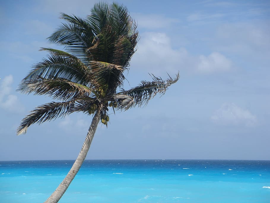 coconut tree near sea shore, palm tree, mexico, vacation, beach HD wallpaper