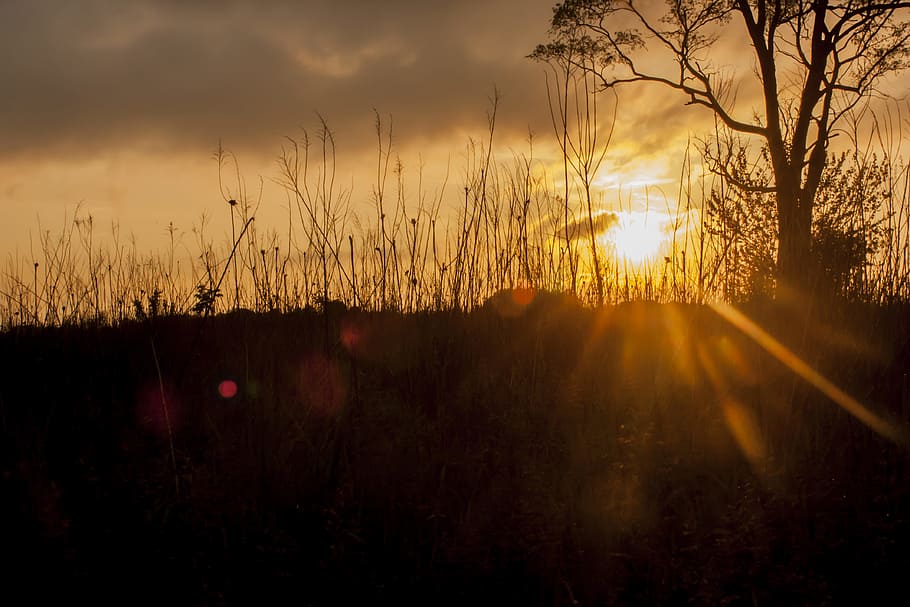 silhouette of tree, silhouette of tree and grasses during sundet HD wallpaper