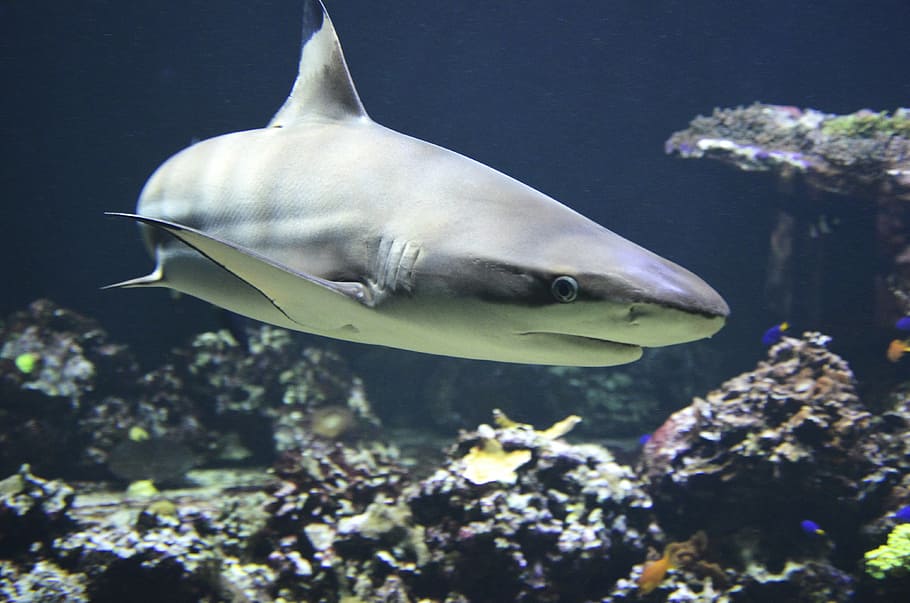 gray shark under water, blacktip, hai, dangerous, predatory fish HD wallpaper