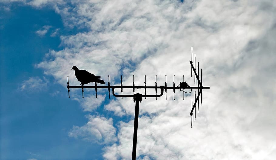 pigeon, antenna, bird, sitting, silhouette, receiver, sky, blue