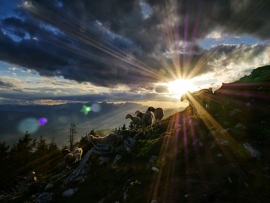 Mountain paradise, silhouette of lambs during sunrise, solar flare HD wallpaper