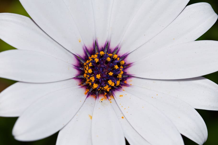 flower, close up, macro, flowering plant, vulnerability, fragility HD wallpaper