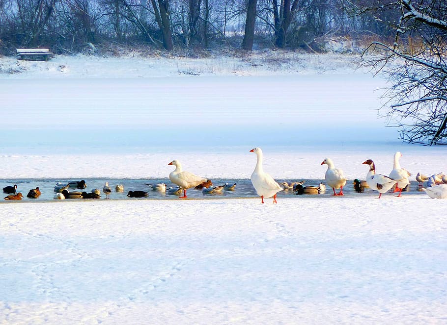Geese, Ducks, Winter, Snow, Lake, bird, animals in the wild HD wallpaper