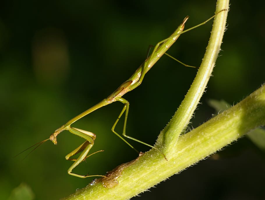 insect, praying mantis, green, nature, wildlife, macro, animal HD wallpaper