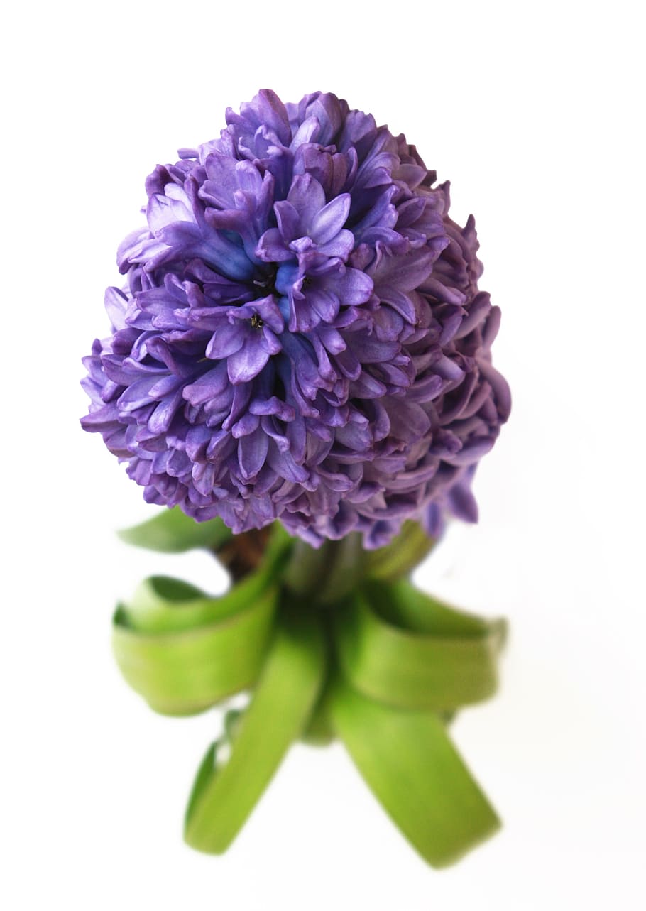Hyacinth, Flower, Violet, Bloom, Spring, plant, gardening, nature HD wallpaper