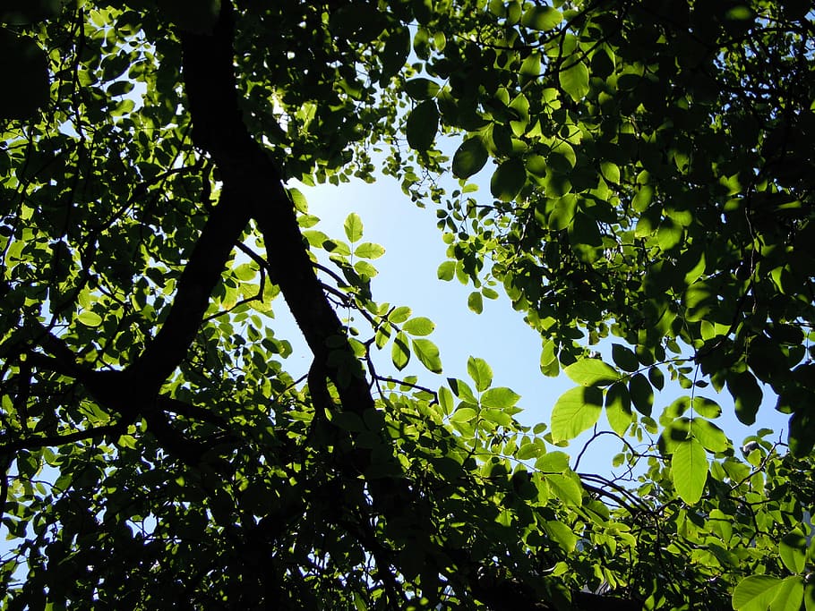 Tree, Leaves, Shadow, Light, summer, sheet and shadow, branch HD wallpaper