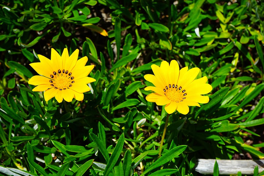 gazania, flowers, yellow, bright yellow, lemon, geäugte gazanie, HD wallpaper