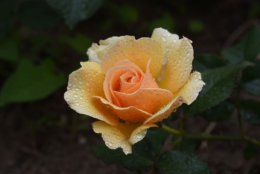 rose, plants, flowers, beauty in nature, flowering plant, flower head HD wallpaper
