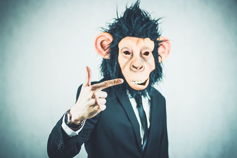 monkey, application, training, business, portrait, start up, HD wallpaper