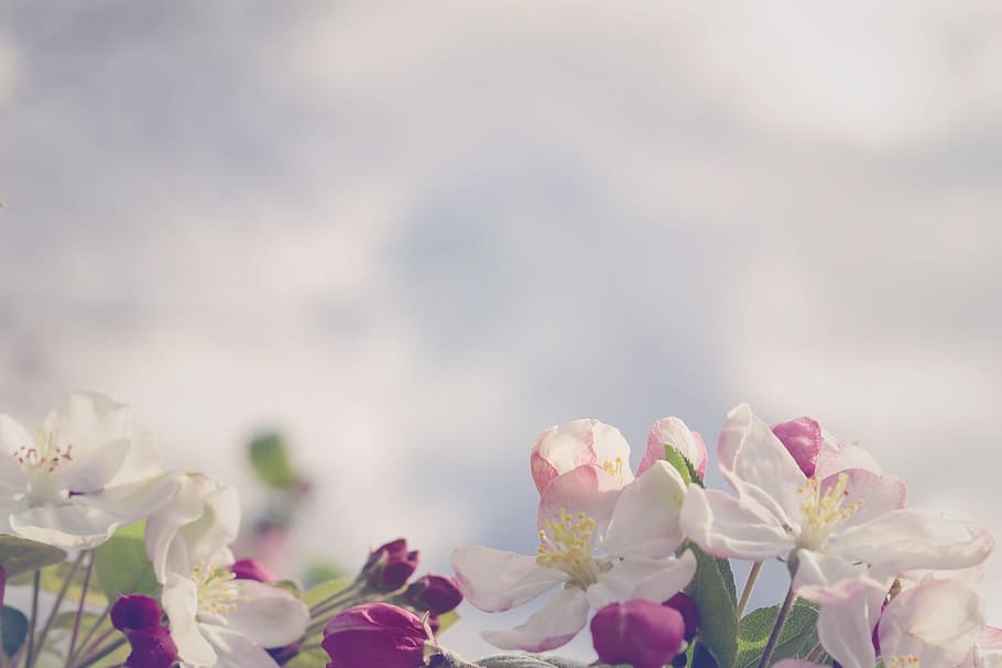 white and pink flowers, cloud, spring, garden, natura, flowering plant HD wallpaper