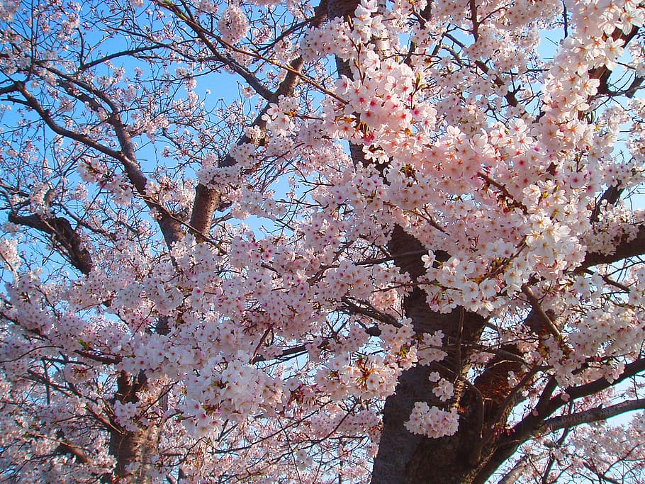 cherry, cherry blossoms, spring, pink, flowers, natural, plant HD wallpaper