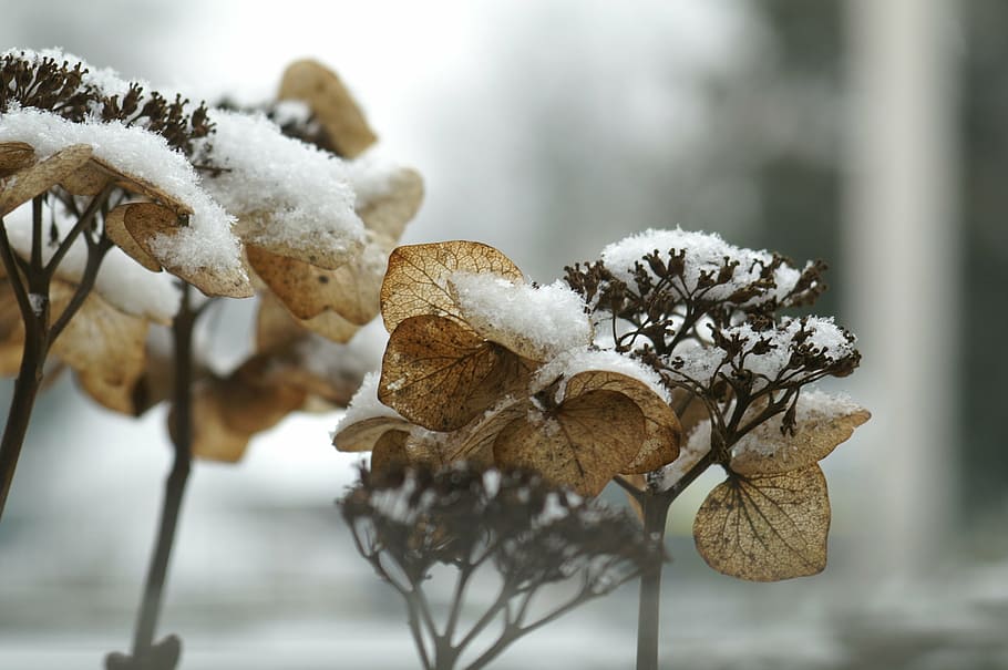 hydrangea, winter, zing, snow, cold, grizzled, plant, frozen HD wallpaper