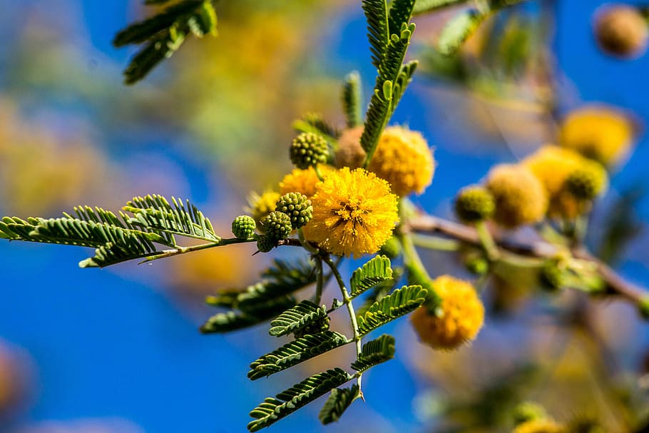 desert, tree, bloom, flower, nature, branch, flora, leaf, plant HD wallpaper