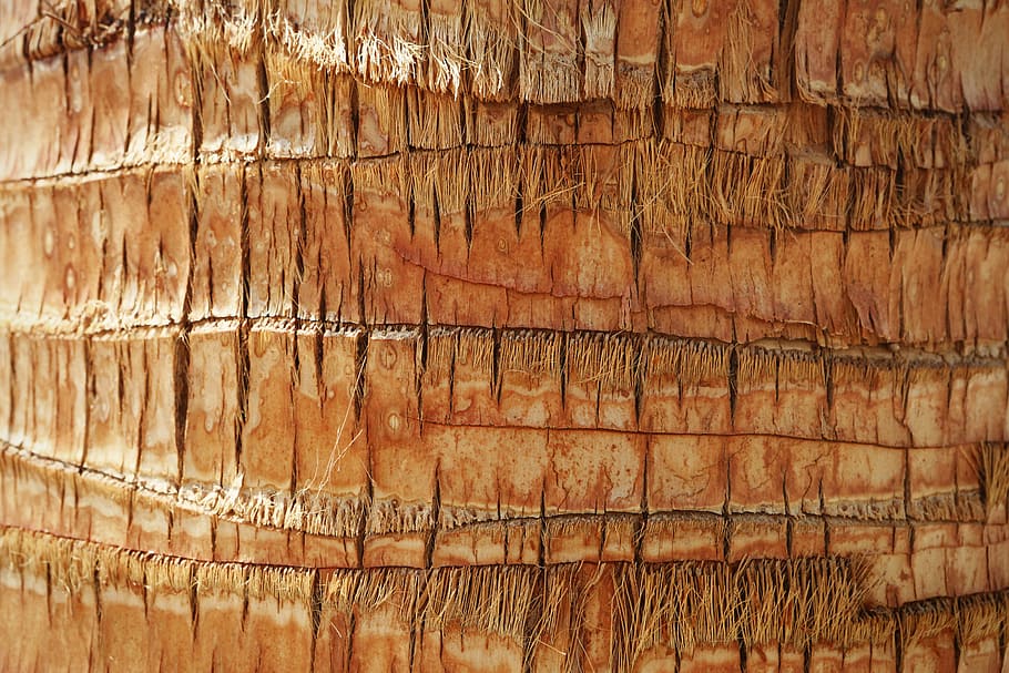 bark, brown, wood - Material, pattern, backgrounds, nature HD wallpaper