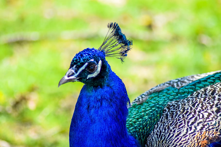 HD wallpaper: bokeh photography of blue and green peacock, Zoo, Ardeche ...