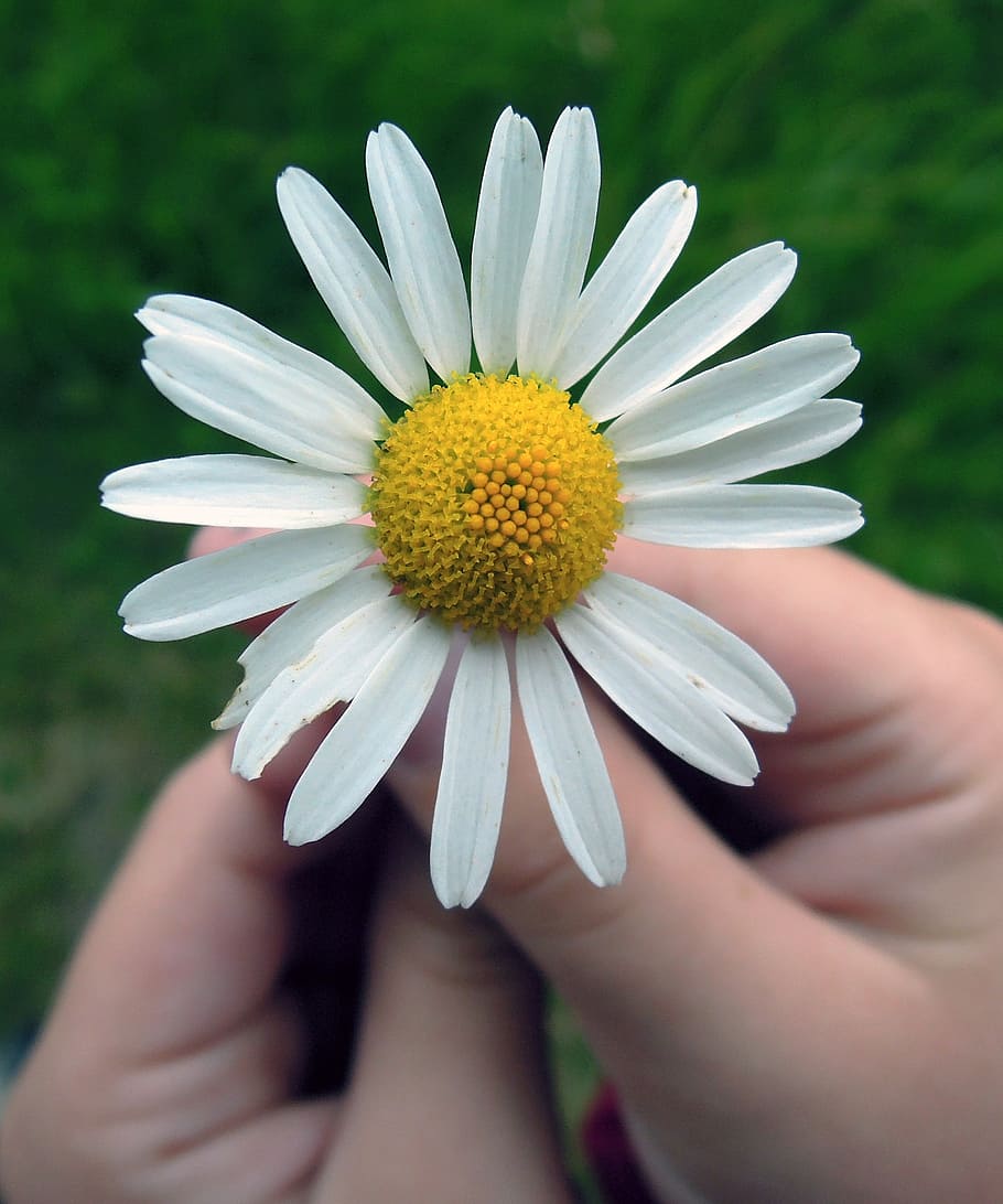 daisy, flower, hands, summer, closeup, in the summer time, divination HD wallpaper