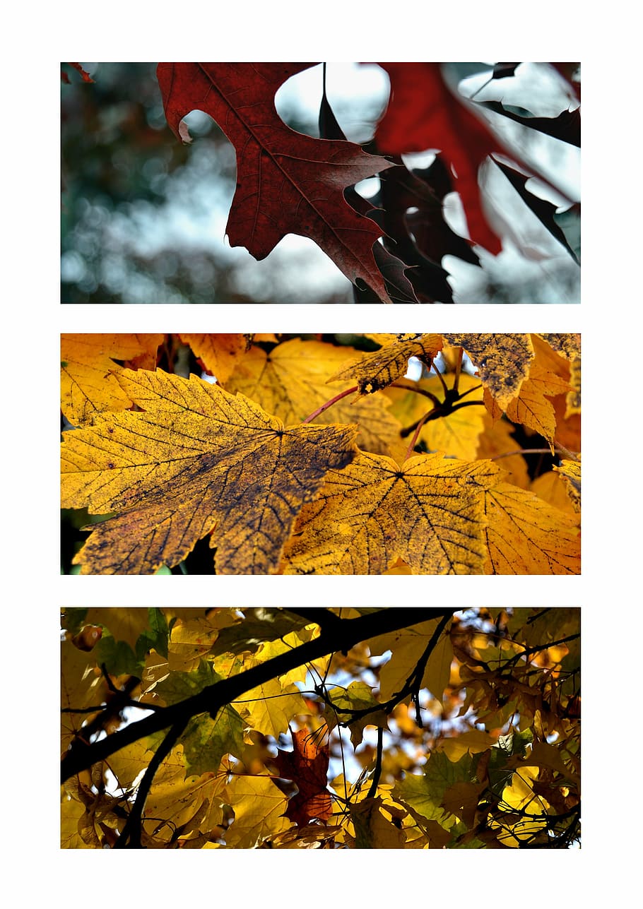 trees, foliage, autumn, transfer print, plant part, nature HD wallpaper