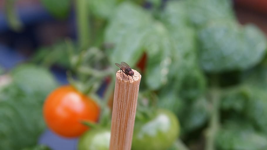 fly, stick, high, critter, plant, growth, close-up, nature HD wallpaper
