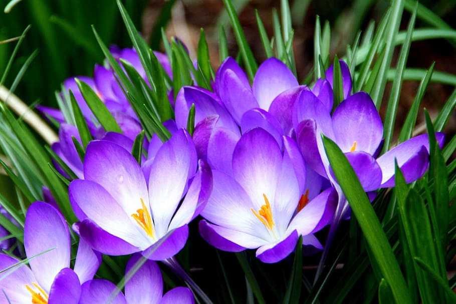 white and purple petaled flower with green plants, flowers HD wallpaper