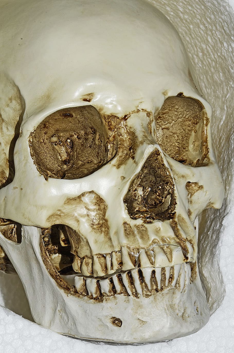 skull, bones, skeleton, close-up, still life, no people, indoors HD wallpaper