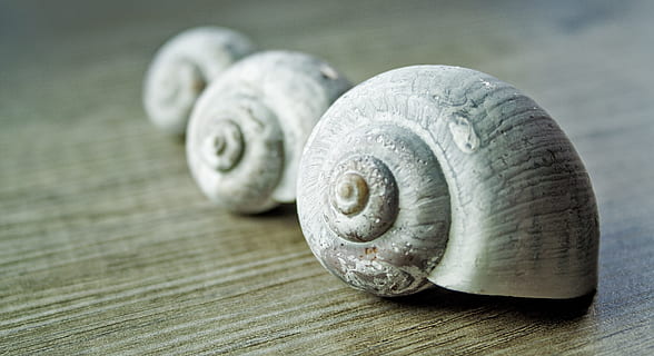 three snail shells on brown wooden surface, mussels, sand, stand HD wallpaper