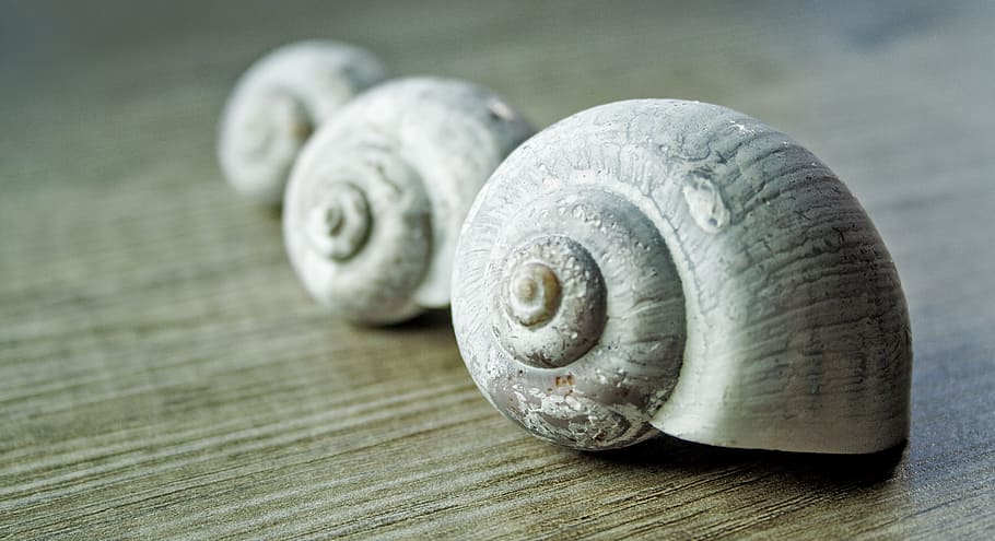 three snail shells on brown wooden surface, mussels, sand, stand HD wallpaper