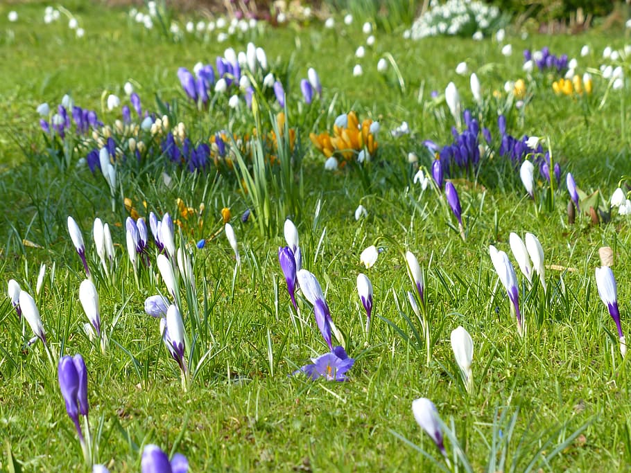 Crocus, Yellow, Purple, Violet, Violet, Blue, bloom, blossom HD wallpaper