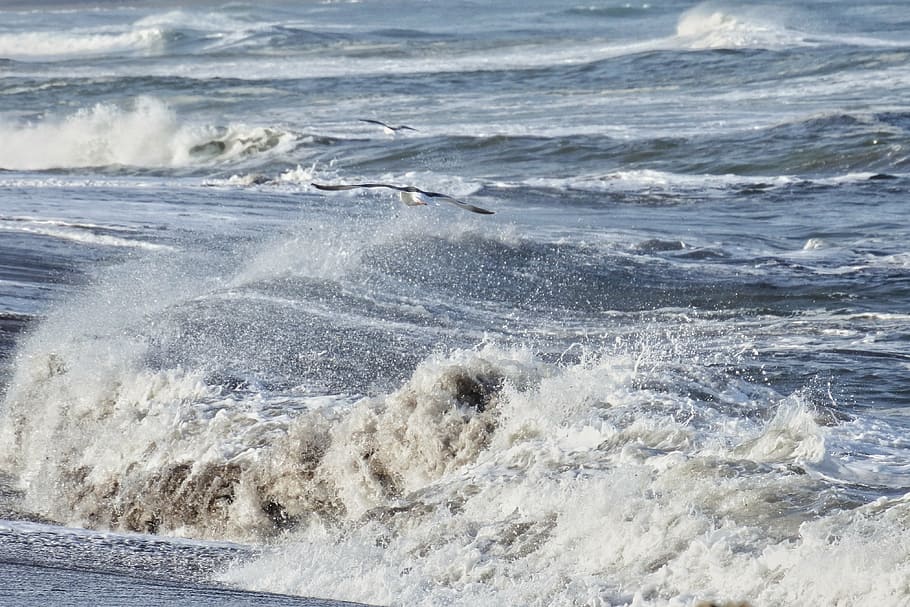 animal, sea, beach, wave, sea gull, seagull, seabird, wild animal HD wallpaper