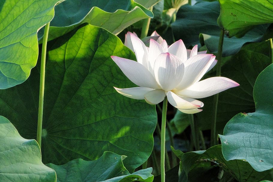 white and purple flower, lotus, summer, leaf, plant part, flowering plant HD wallpaper