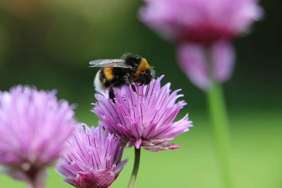 close-up photo of orange and black honeybee perched on pink chive flower HD wallpaper