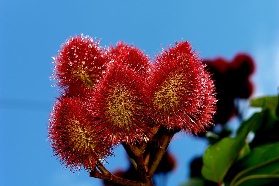 Urucu, Fruit, Dye, Tree, Nature, flower, plant, red, close-up HD wallpaper