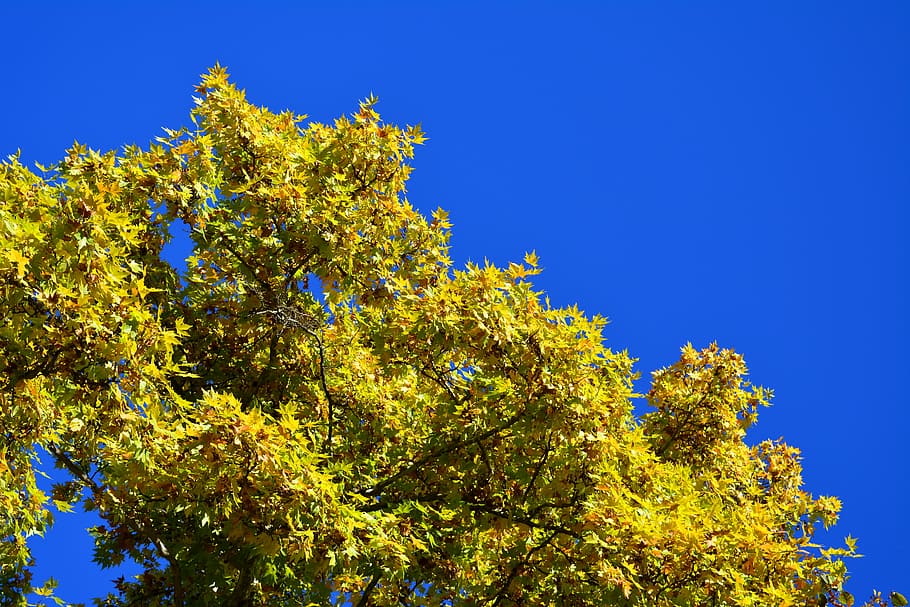 autumn, tree, leaves, fall, yellow, fall trees, colorful, autumn leaves HD wallpaper
