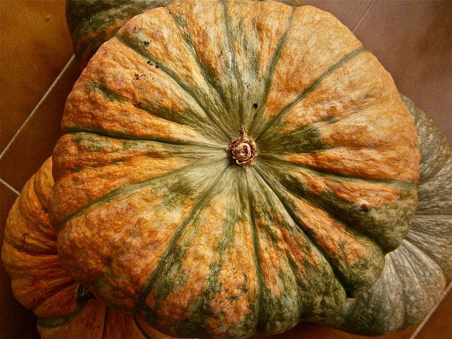 fruit, pumpkin, vegetable, autumn, nature, food and drink, freshness HD wallpaper