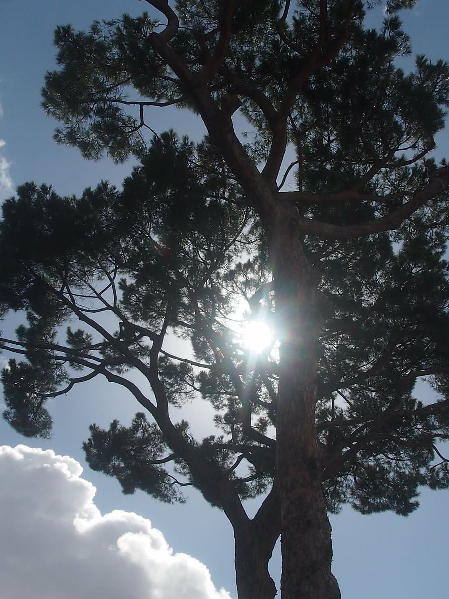 tree, light, sun, mood, sunbeam, sky, low angle view, plant HD wallpaper