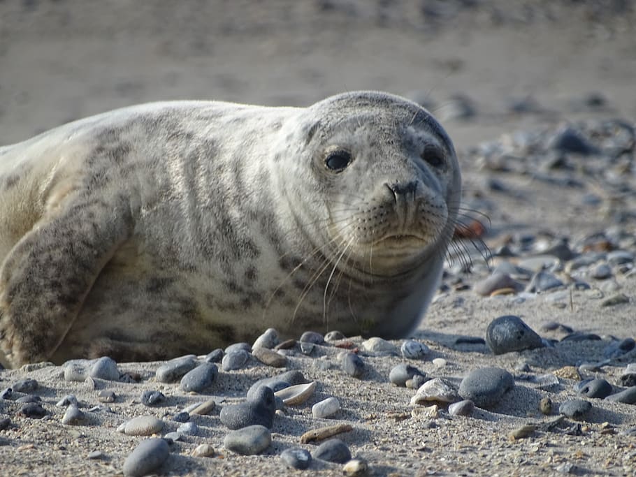 robbe, seal, helgoland, beach, sand, aquatic animal, north sea, HD wallpaper